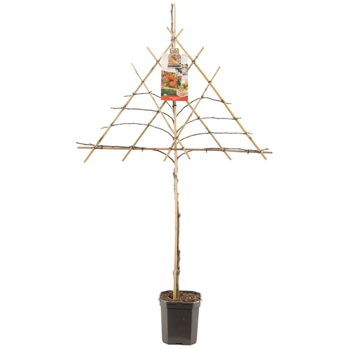 Äpple – Malus domestica 'Elstar' - C7.5 150 CM Espalier